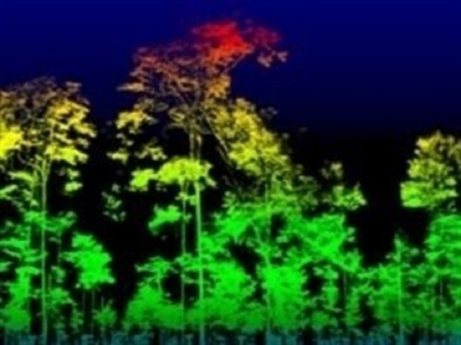 Los árboles: tecnología verde