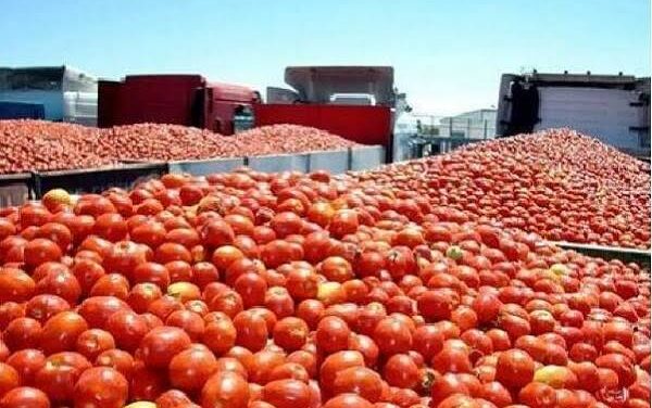Aranceles a jitomates provienen de cuotas compensatorias y no de aranceles recíprocos, apunta titular de Secretaría de Agricultura y Desarrollo Rural