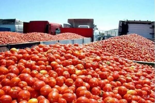 Aranceles a jitomates provienen de cuotas compensatorias y no de aranceles recíprocos, apunta titular de Secretaría de Agricultura y Desarrollo Rural