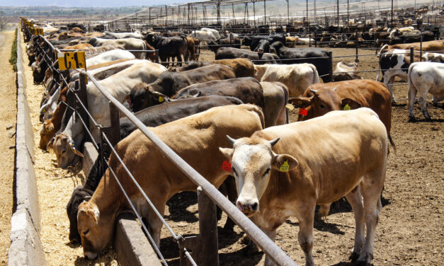 Frena Estados Unidos importación de ganado desde México durante 15 días por gusano barrenador