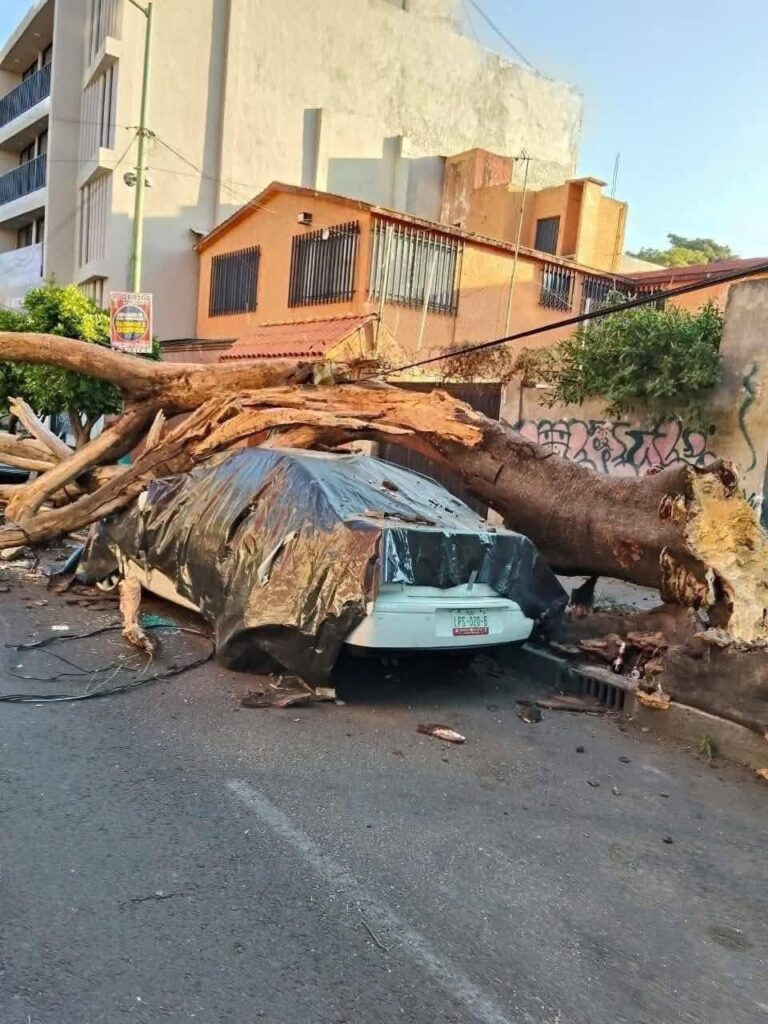 También en la Narvarte Poniente un árbol cayó sobre un auto. No se registraron heridos. 