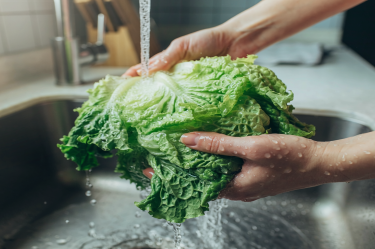 “Falso positivo”, hallazgo de cyclospora en lechuga mexicana, aclara FDA